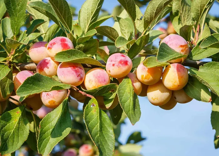 4 Etoiles La Belle Eau Calme 度假居 Futeau